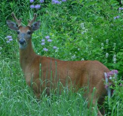 Leave no trace respect wildlife