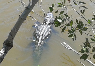 hiking alligator