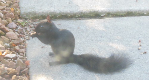 black squirrel