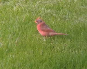 cardinal