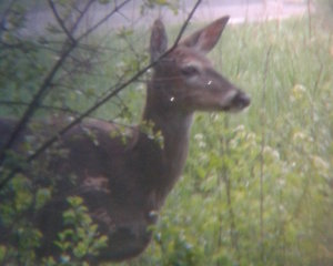 deer hiking