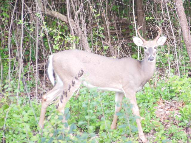 Hiking Wildlife