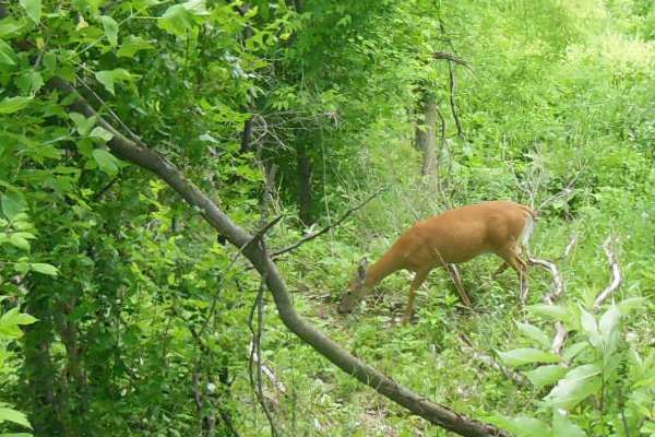 Deer on Hike