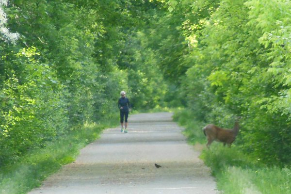 Hiker, Bird, Deer on Trail