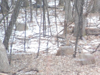 deer on hike