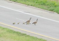 goose on road