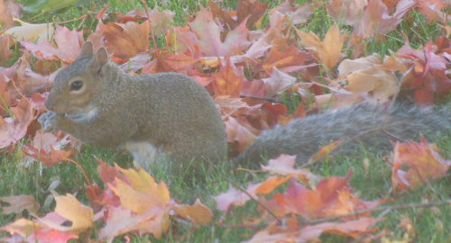 grey squirrel