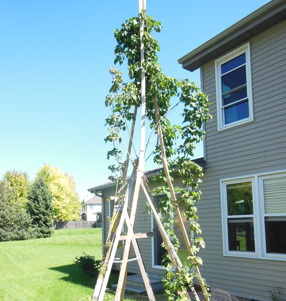 MN hop harvest