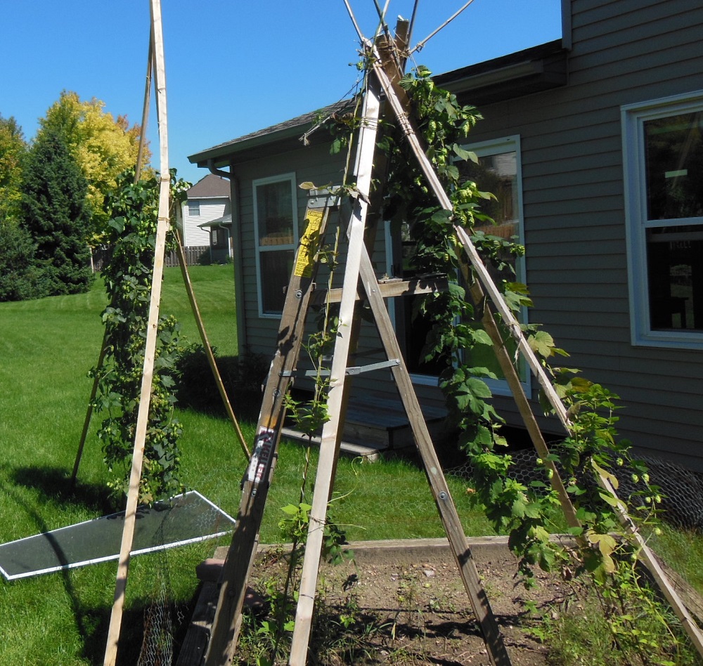 MN hop harvest