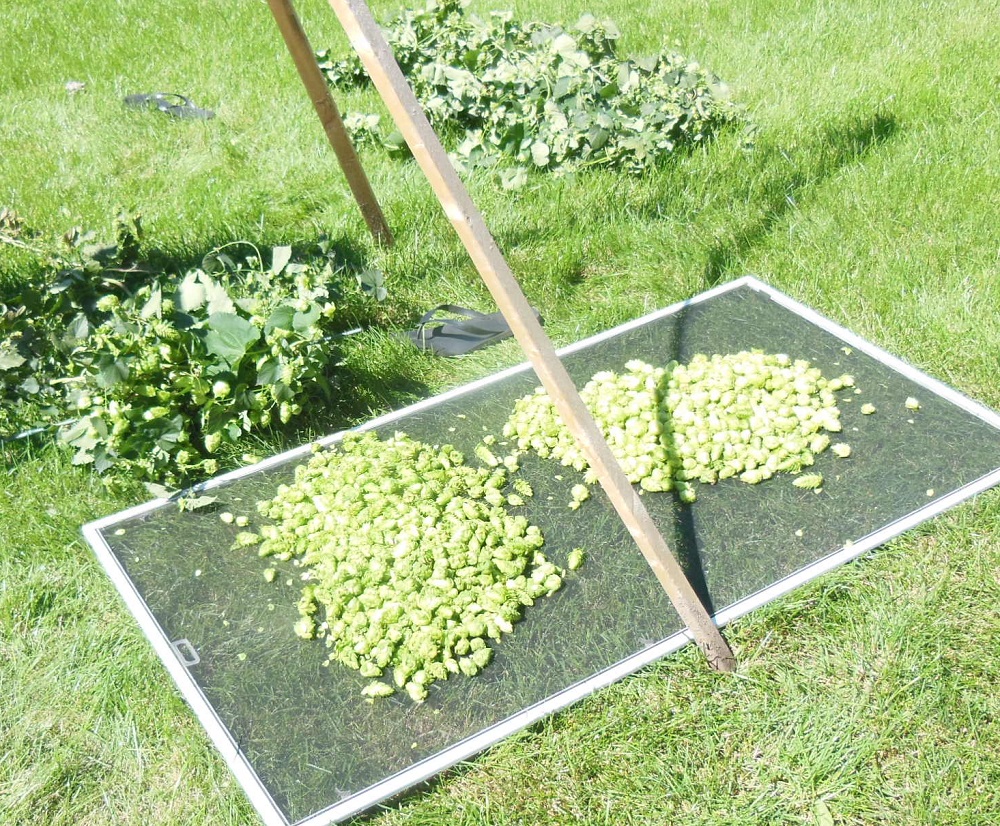 MN hop harvest