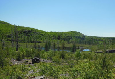 Minnesota North Woods