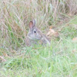 hiking wildlife