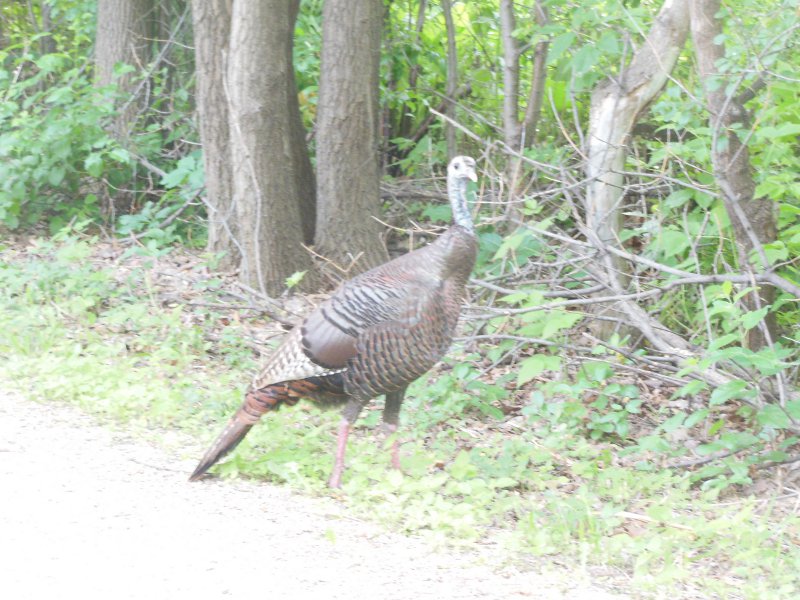 turkey on trail