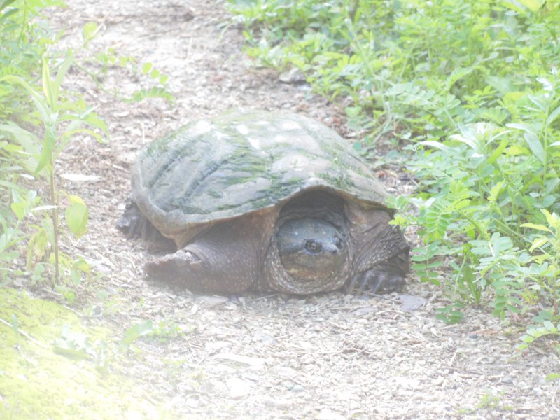 turtle on trail