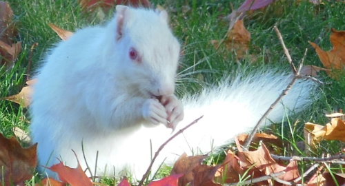 white squirrel