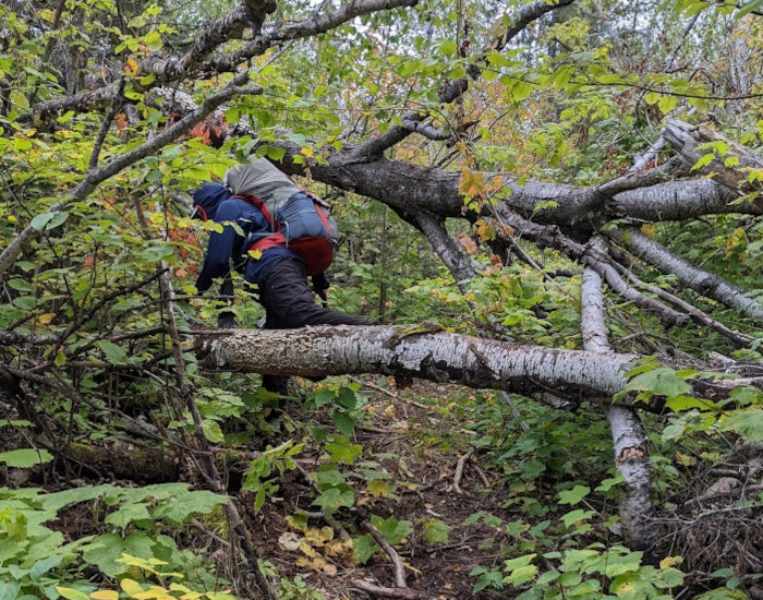 Down Trees on Border Route Trail