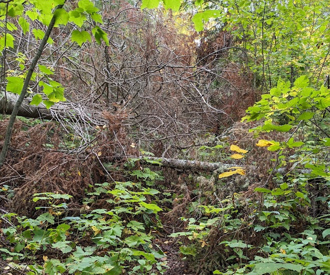 Down Trees on Border Route Trail