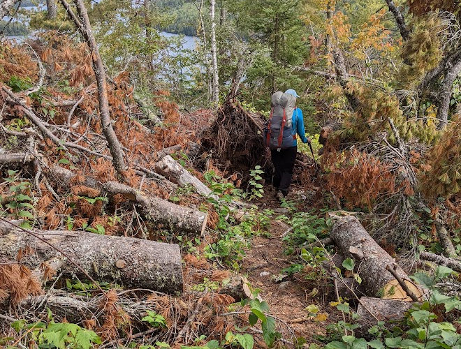 Tornado Damage on Border Route Trail