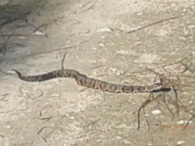 Florida Snake