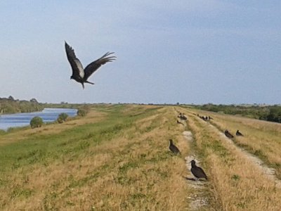 Vultures and Buzzards