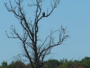 Eagle in Tree