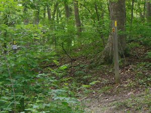 Kettle Moraine forest