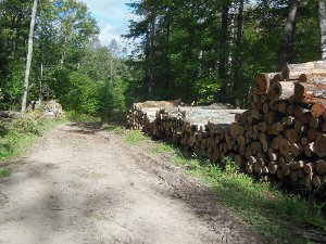 Logging Area