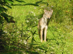 Wolf or Coyote