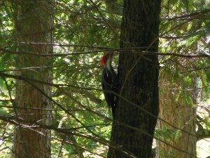 Pileated Woodpecker