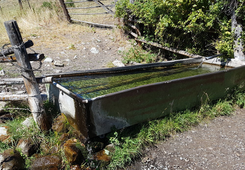 Cattle Trough Water Source