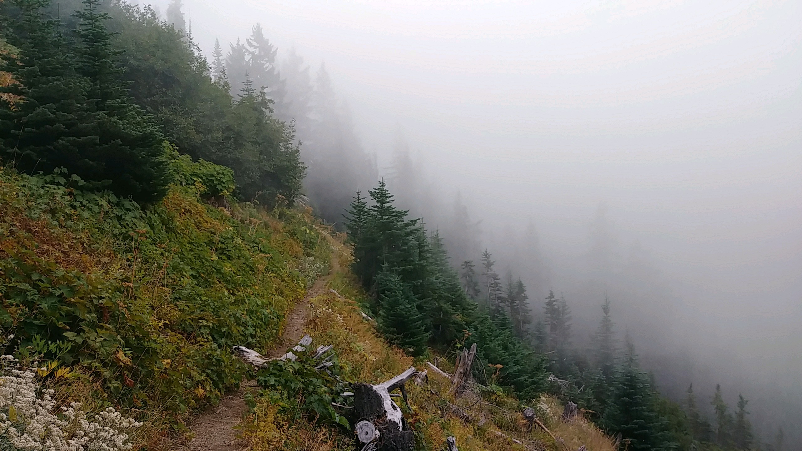 Foggy Trail