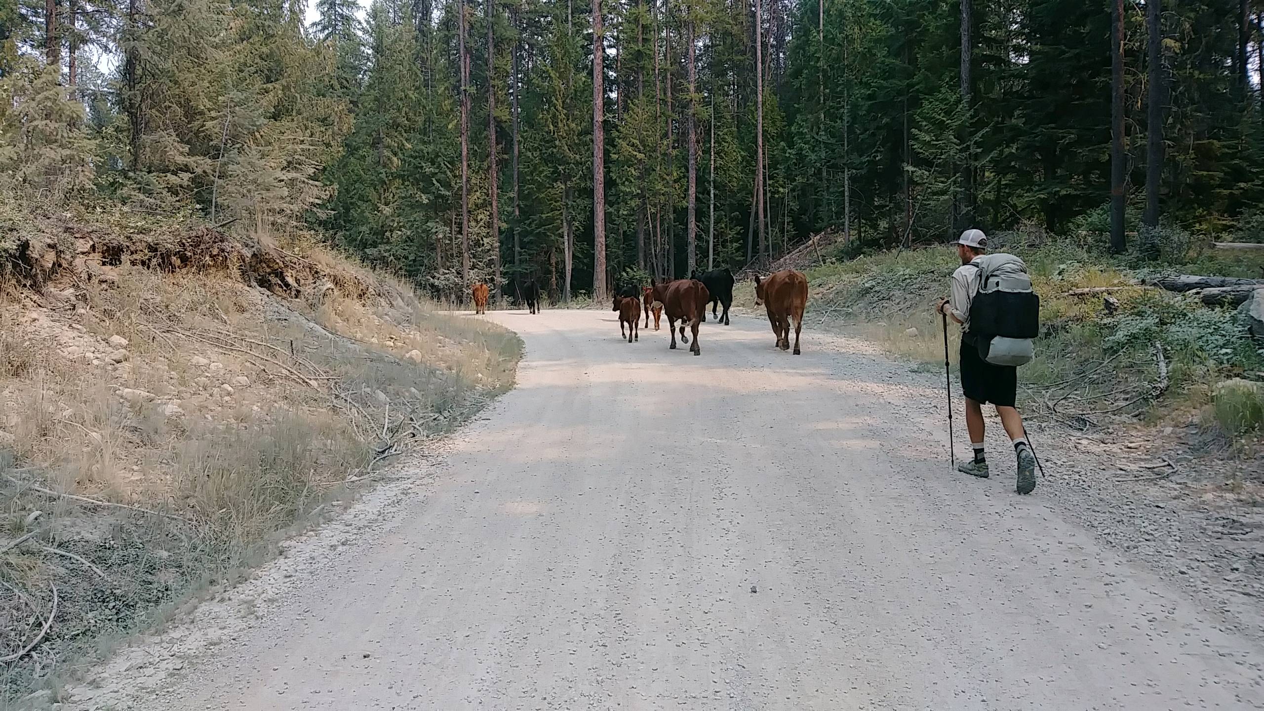 Herding Cattle on the PNT