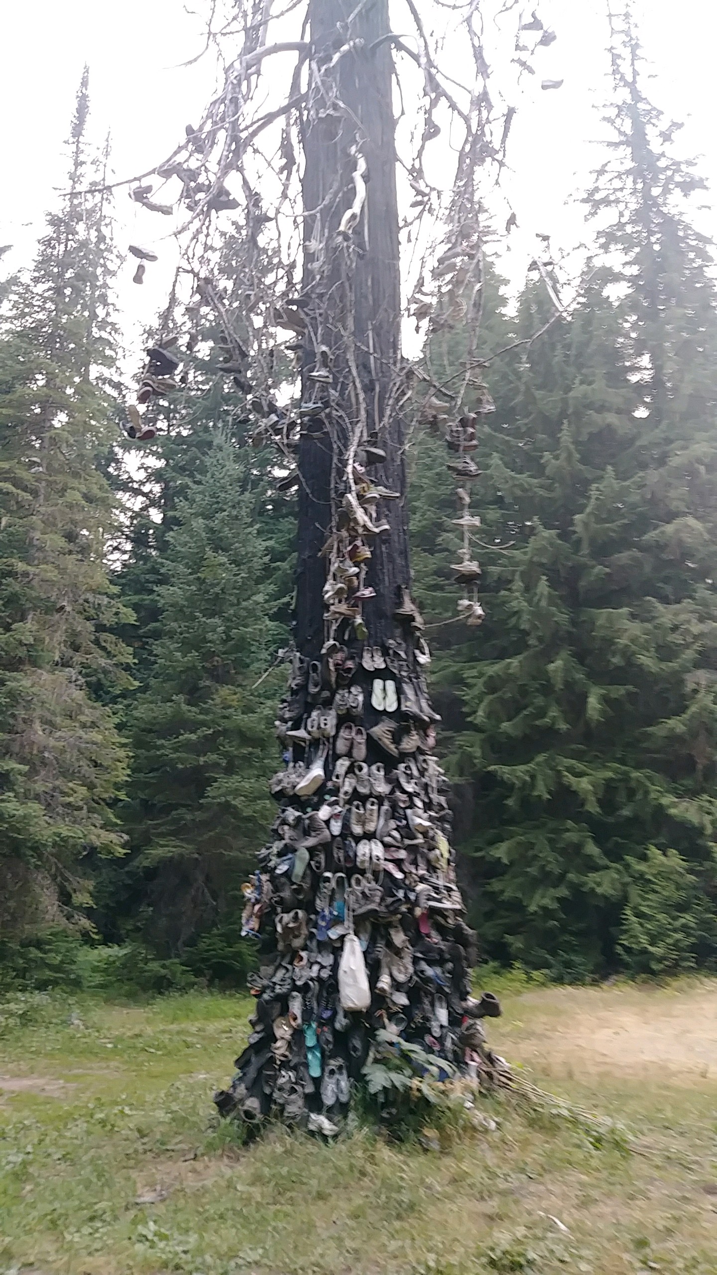 Pacific Northwest Trail Shoe Tree