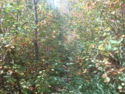 hazel campsite trail overgrown
