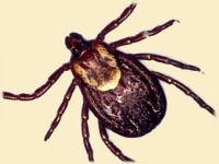 ticks and lyme disease