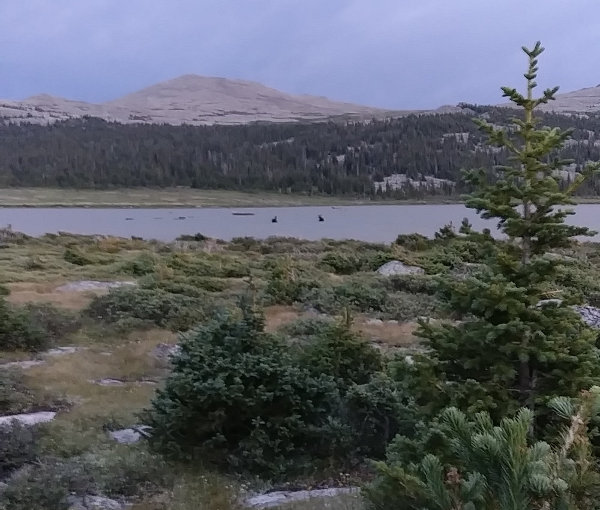 two moose in elk lake