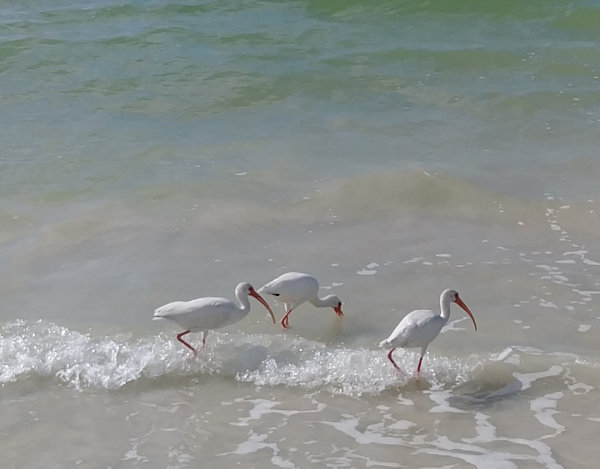 Florida Beach Birds