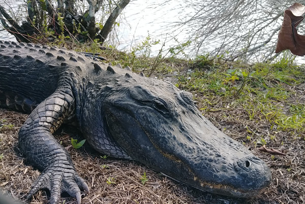 Florida Trail Alligator