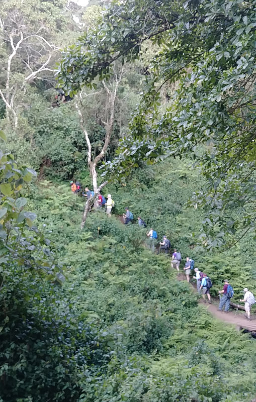 Kilimanjaro Rain Forest