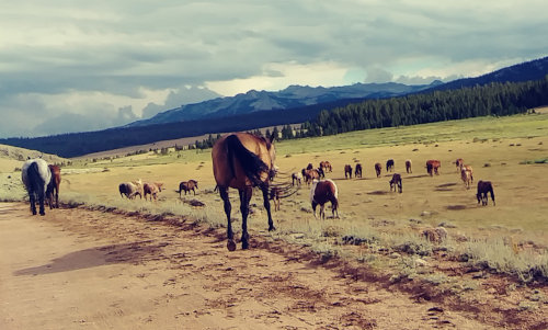 Wind River Horse Herd