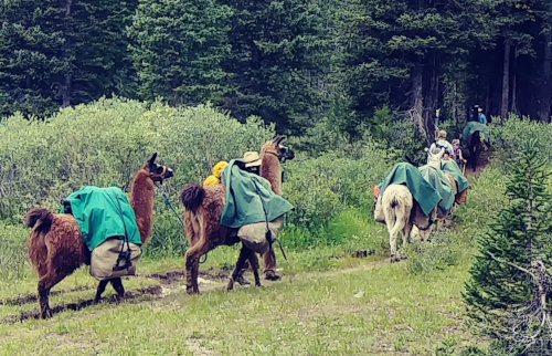 Llamas at Cirque of Towers