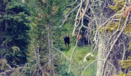 Wind River Moose