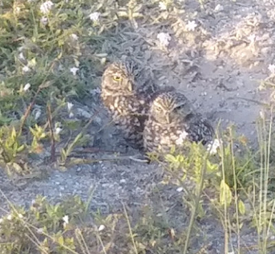 Burrowing Owls on Marco Island