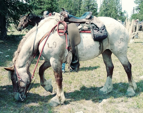 Rosie the horse