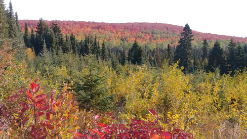 Fall Colors on North Shore