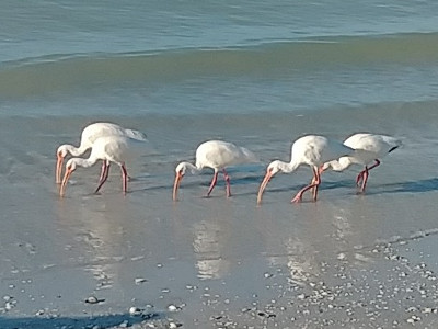 Marco Island Beach Birds