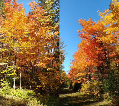 MN Fall Colors