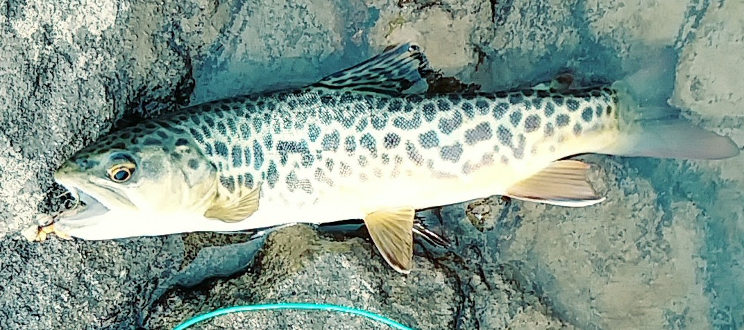 Cloud Peak Tiger Trout