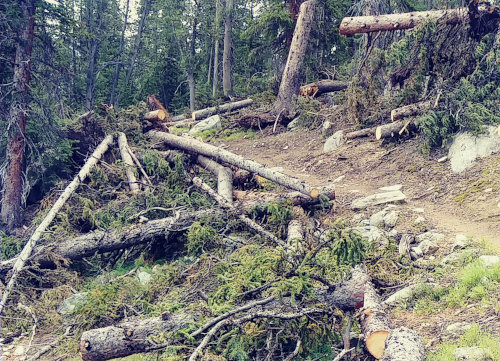 Wind River trail clearing