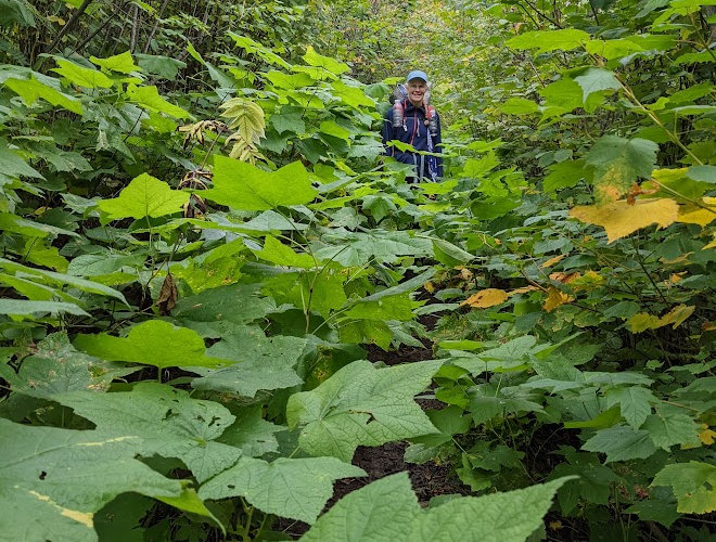 Border Route Trail Overgrowth